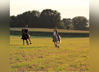 Spanisches Sportpferd, Stute, 16 Jahre, 152 cm, Roan-Red