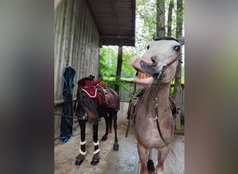 Spanisches Sportpferd, Stute, 16 Jahre, 152 cm, Roan-Red