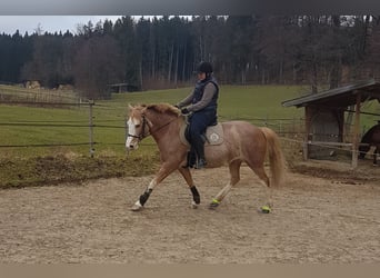 Spanisches Sportpferd, Stute, 16 Jahre, 152 cm, Roan-Red