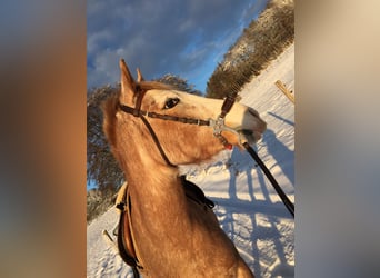 Spanisches Sportpferd, Stute, 16 Jahre, 152 cm, Roan-Red