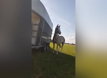 Spanisches Sportpferd, Stute, 16 Jahre, 154 cm, Roan-Red