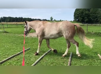 Spanisches Sportpferd, Stute, 16 Jahre, 154 cm, Roan-Red