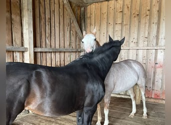 Spanisches Sportpferd, Stute, 16 Jahre, 154 cm, Roan-Red