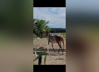 Spanisches Sportpferd, Stute, 16 Jahre, 154 cm, Roan-Red