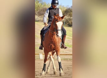 Spanisches Sportpferd, Stute, 16 Jahre, 163 cm, Schecke