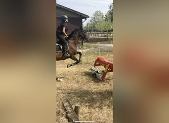 Spanisches Sportpferd, Stute, 16 Jahre, 173 cm, Dunkelbrauner