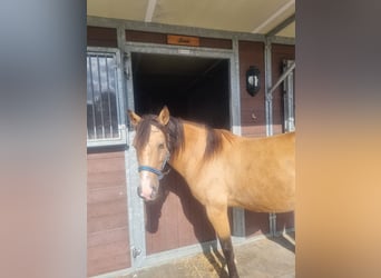 Spanisches Sportpferd, Stute, 16 Jahre, Brauner