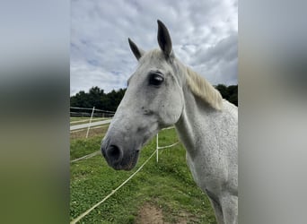 Spanisches Sportpferd, Stute, 19 Jahre, 155 cm, Schimmel