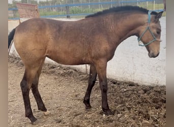 Spanisches Sportpferd, Stute, 1 Jahr, 135 cm, Falbe