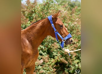 Spanisches Sportpferd, Stute, 1 Jahr, 145 cm, Dunkelbrauner