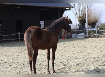 Spanisches Sportpferd, Stute, 1 Jahr, 149 cm, Rappe