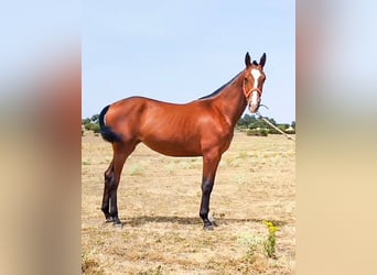 Spanisches Sportpferd, Stute, 1 Jahr, 150 cm, Brauner