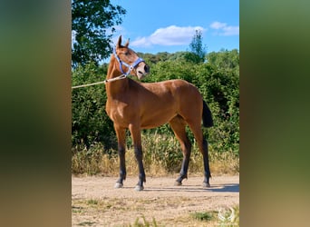 Spanisches Sportpferd, Stute, 1 Jahr, 150 cm, Brauner