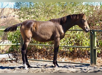 Spanisches Sportpferd, Stute, 1 Jahr, 150 cm, Falbe