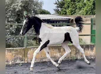 Spanisches Sportpferd, Stute, 1 Jahr, 150 cm, Schecke