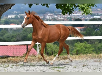 Spanisches Sportpferd, Stute, 1 Jahr, 152 cm, Fuchs