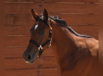 Spanisches Sportpferd, Stute, 1 Jahr, Brauner