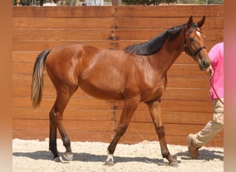 Spanisches Sportpferd, Stute, 1 Jahr, Brauner