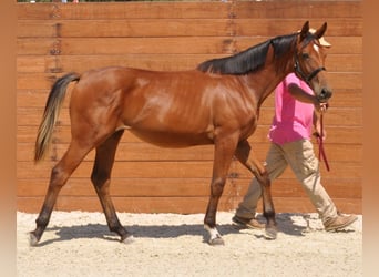 Spanisches Sportpferd, Stute, 1 Jahr, Brauner