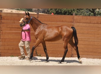 Spanisches Sportpferd, Stute, 1 Jahr, Brauner