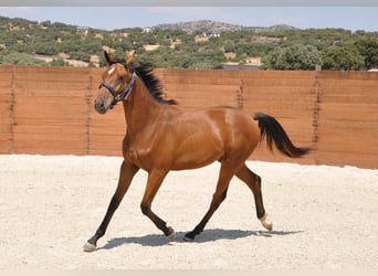 Spanisches Sportpferd, Stute, 1 Jahr, Brauner