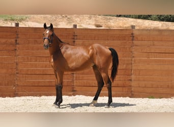 Spanisches Sportpferd, Stute, 1 Jahr, Brauner