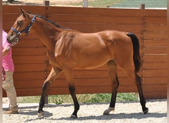 Spanisches Sportpferd, Stute, 1 Jahr, Brauner