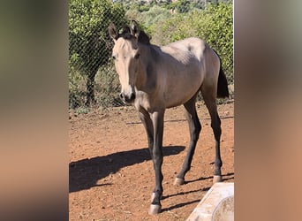 Spanisches Sportpferd, Stute, 1 Jahr, Schimmel