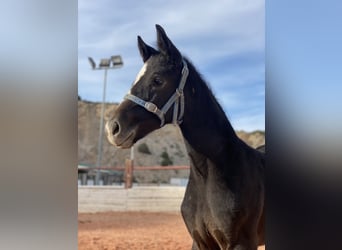 Spanisches Sportpferd, Stute, 1 Jahr, Schimmel