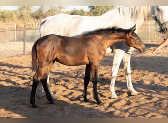 Spanisches Sportpferd, Stute, 1 Jahr