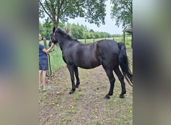 Spanisches Sportpferd, Stute, 20 Jahre, 154 cm, Rappe