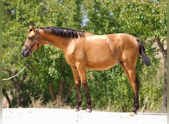 Spanisches Sportpferd, Stute, 2 Jahre, 153 cm, Buckskin