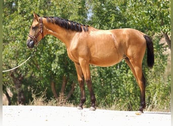 Spanisches Sportpferd, Stute, 2 Jahre, 153 cm, Buckskin