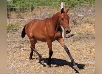 Spanisches Sportpferd, Stute, 2 Jahre, 155 cm, Dunkelfuchs