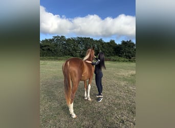 Spanisches Sportpferd, Stute, 2 Jahre, 159 cm, Fuchs