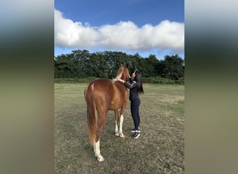 Spanisches Sportpferd, Stute, 2 Jahre, 159 cm, Fuchs