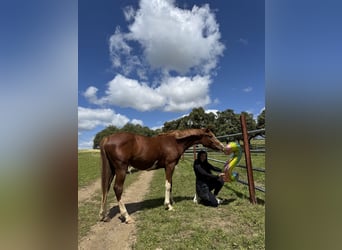 Spanisches Sportpferd, Stute, 2 Jahre, 159 cm, Fuchs