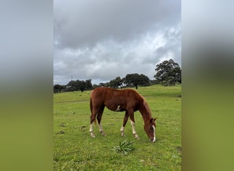 Spanisches Sportpferd, Stute, 2 Jahre, 159 cm, Fuchs