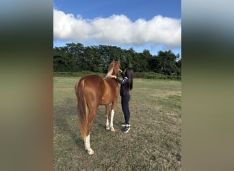 Spanisches Sportpferd, Stute, 2 Jahre, 159 cm, Fuchs