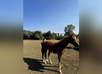 Spanisches Sportpferd, Stute, 2 Jahre, 159 cm, Fuchs