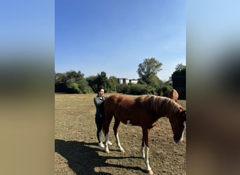 Spanisches Sportpferd, Stute, 2 Jahre, 159 cm, Fuchs