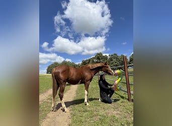 Spanisches Sportpferd, Stute, 2 Jahre, 159 cm, Fuchs