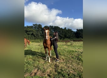 Spanisches Sportpferd, Stute, 2 Jahre, 159 cm, Fuchs