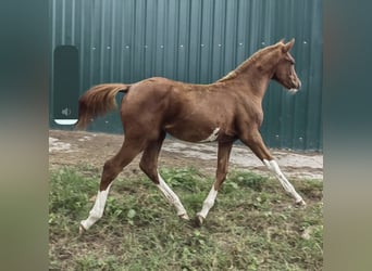 Spanisches Sportpferd, Stute, 2 Jahre, 159 cm, Fuchs