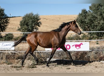 Spanisches Sportpferd, Stute, 2 Jahre, 165 cm, Brauner