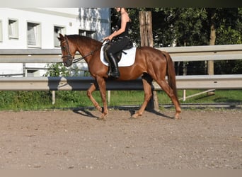 Spanisches Sportpferd, Stute, 3 Jahre, 154 cm, Dunkelfuchs