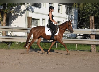 Spanisches Sportpferd, Stute, 3 Jahre, 154 cm, Dunkelfuchs