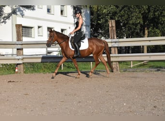 Spanisches Sportpferd, Stute, 3 Jahre, 154 cm, Dunkelfuchs