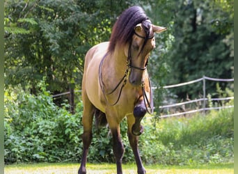 Spanisches Sportpferd, Stute, 3 Jahre, 155 cm, Falbe