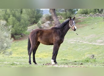 Spanisches Sportpferd, Stute, 3 Jahre, 160 cm, Rotbrauner
